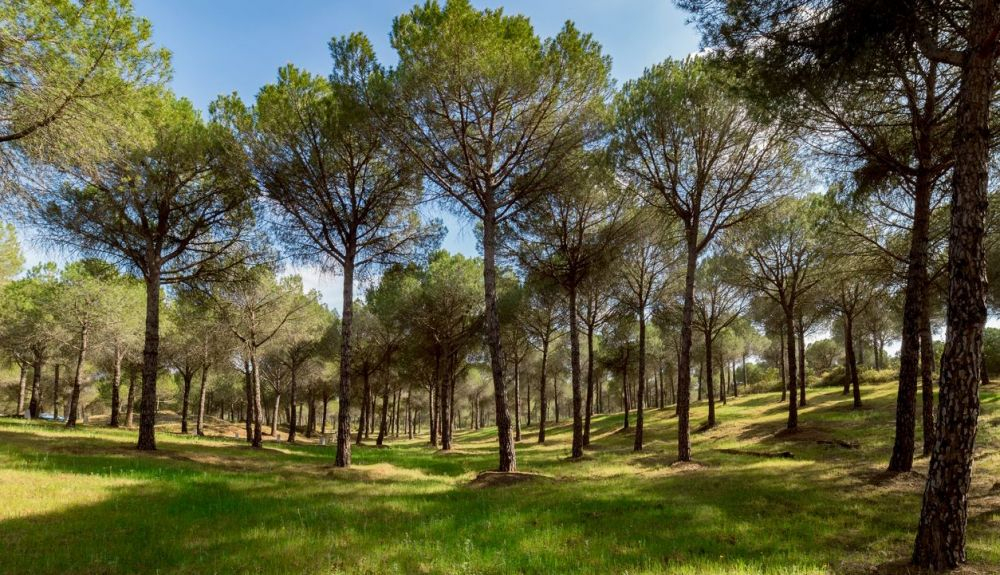Este trabajo abre la puerta para realizar estudios comparativos con otras especies vegetales. Este trabajo abre la puerta para realizar estudios comparativos con otras especies vegetales.
