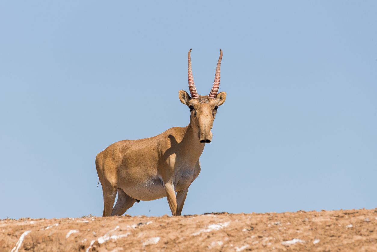 El antílope saiga resurge después de estar en peligro de... El antílope saiga resurge después de estar en peligro de...