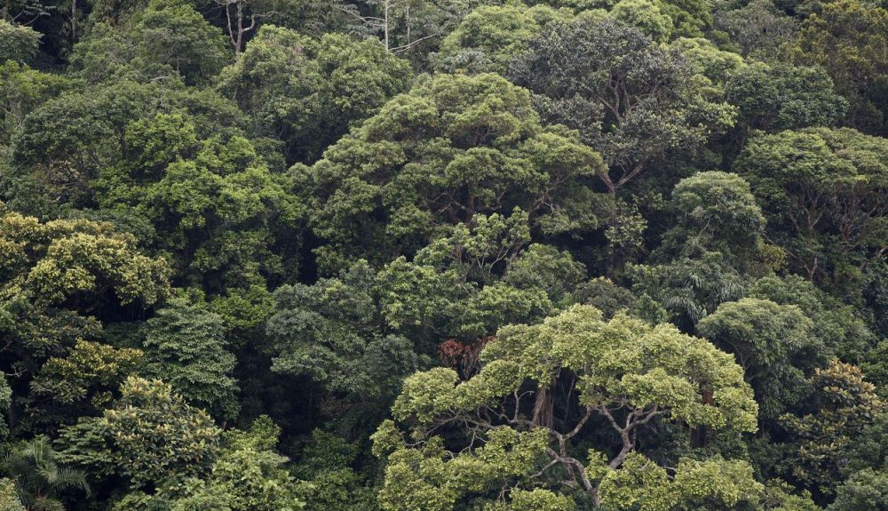 Los investigadores estudiaron en primer lugar la situación de los bosques atlánticos de Brasil. Los investigadores estudiaron en primer lugar la situación de los bosques atlánticos de Brasil.