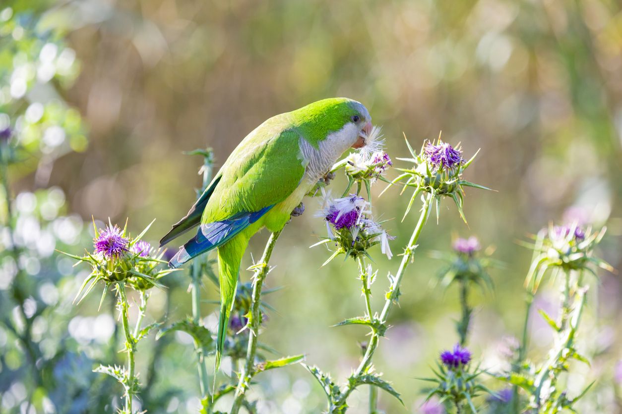 Los científicos han rastreado qué pájaros y otros animales comen frutas y las semillas de las plantas.