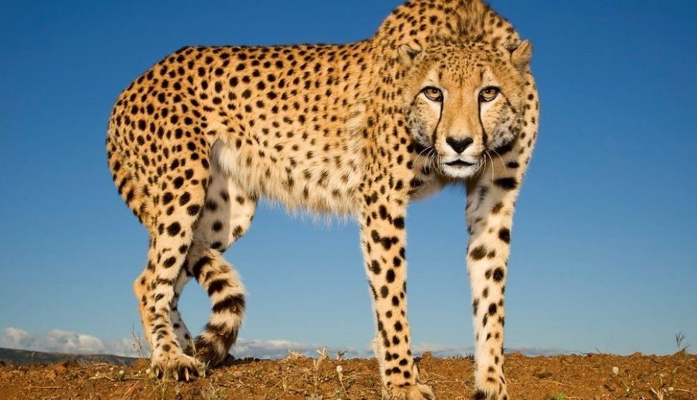 Tras muchos años extinto, el Gobierno de la India reintroducirá el guepardo en el país.