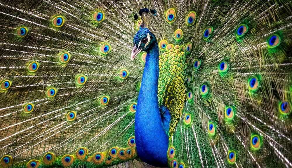 Los machos del pavo real comienzan a desarrollar el color a partir de los tres meses. Los machos del pavo real comienzan a desarrollar el color a partir de los tres meses.