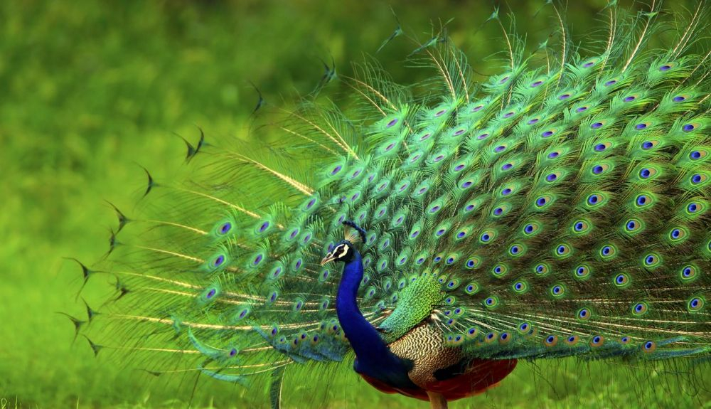 Los pavos reales eran un símbolo de inmortalidad en la mitología griega. Los pavos reales eran un símbolo de inmortalidad en la mitología griega.