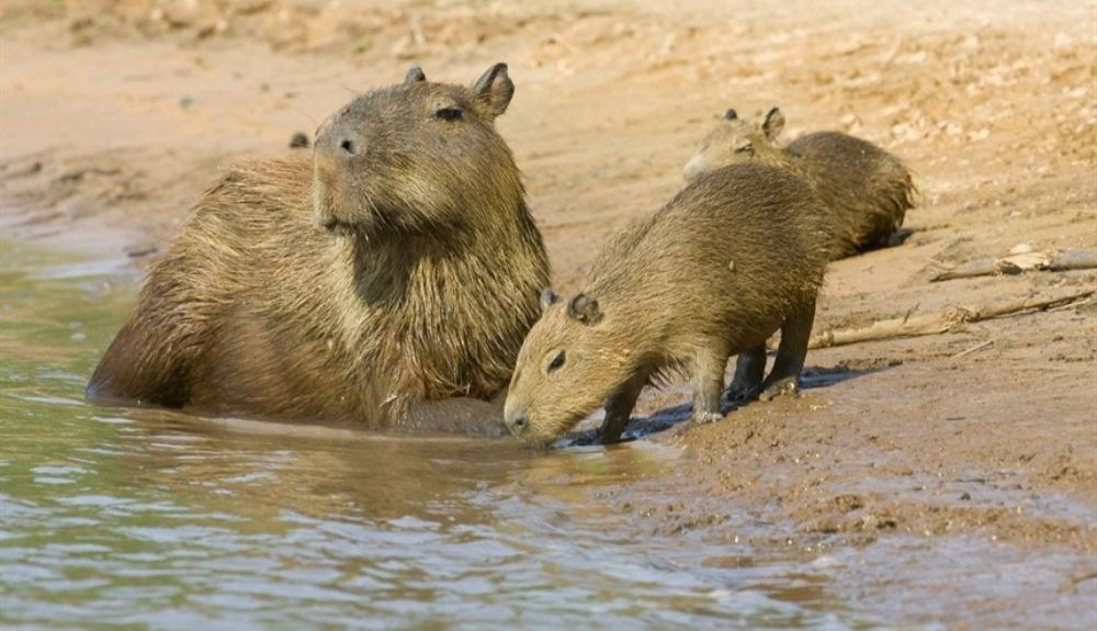 Los capibaras son los roedores vivos más grandes del planeta. (2)