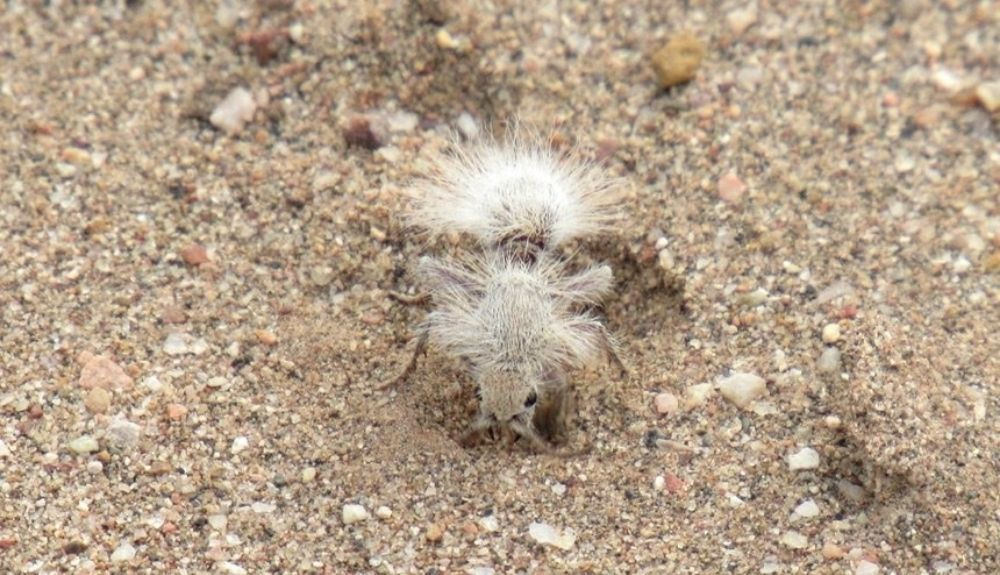 Estos insectos son en realidad avispas.