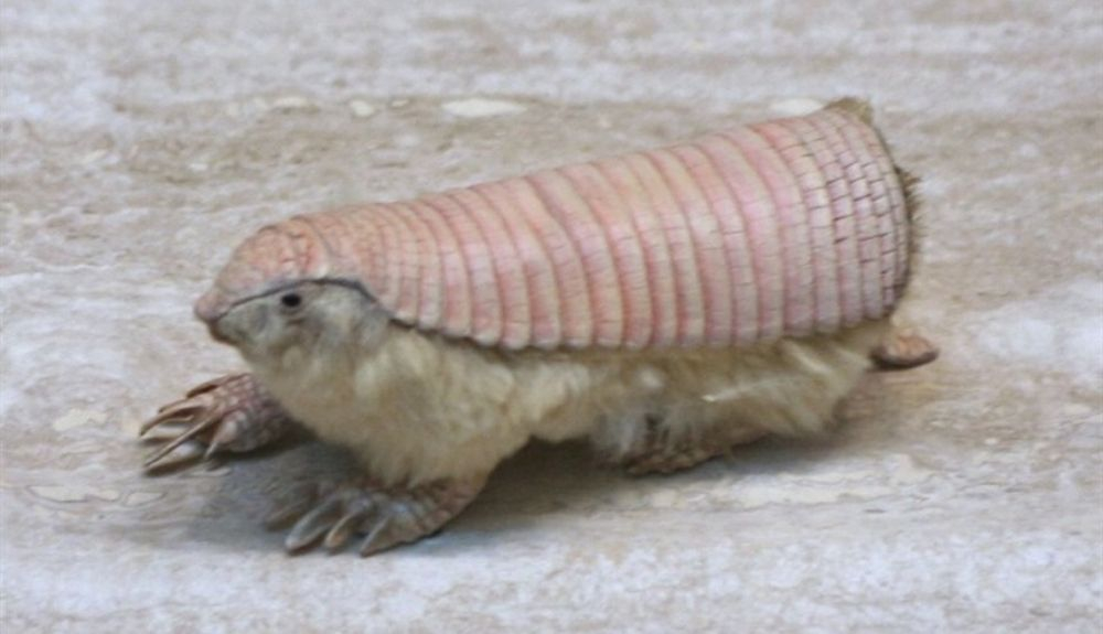 El Pink Fairy Armadillo es originario de Argentina.