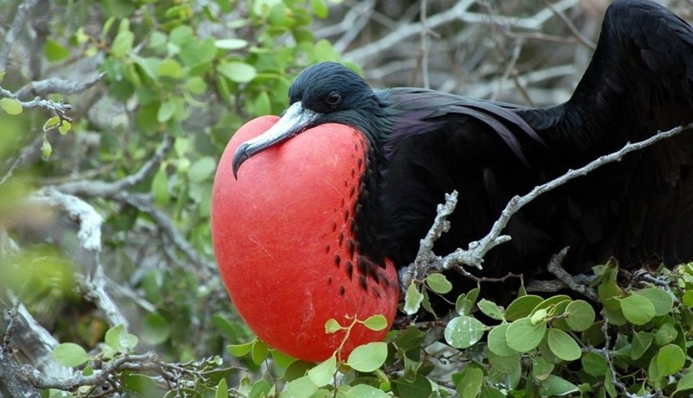 Estas aves son realmente extrañas debido a su gran saco rojo que tienen en el pecho.