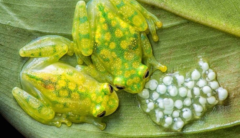 Las ranas de cristal se encuentran en las selvas tropicales de América Central y del Sur.