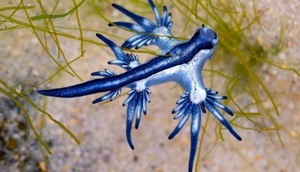 El Glaucus atlanticus es una rara y bella babosa marina.