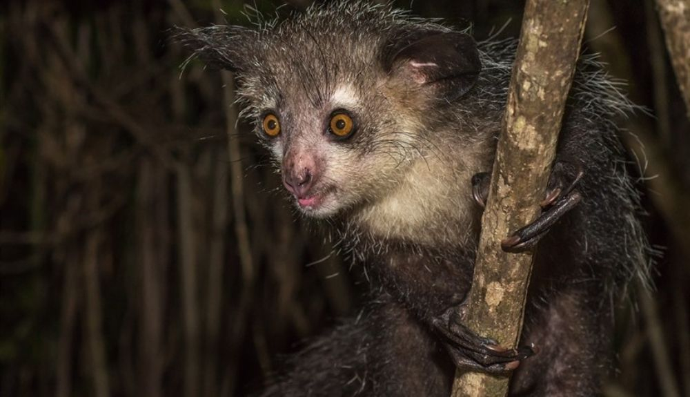 El Aye aye es uno de los raros animales que habitan en Madagascar.