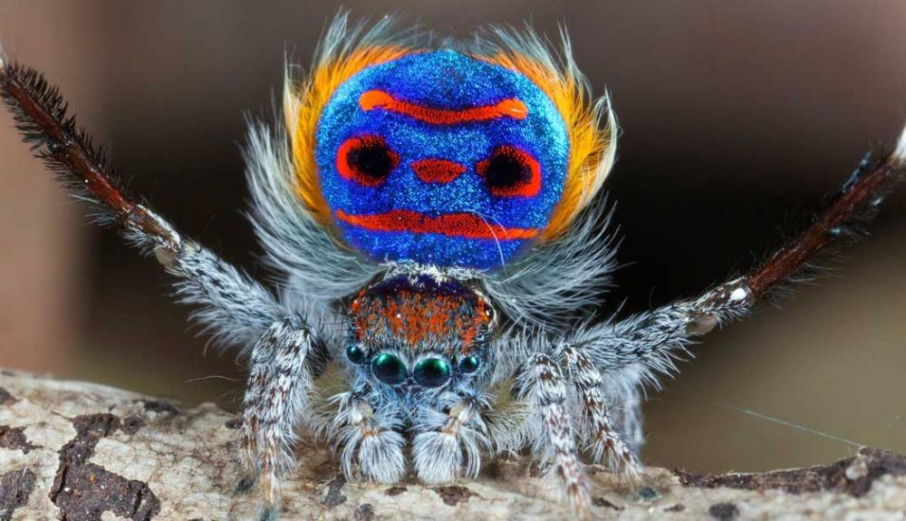 La araña pavo real australiana son inofensivas para los humanos.