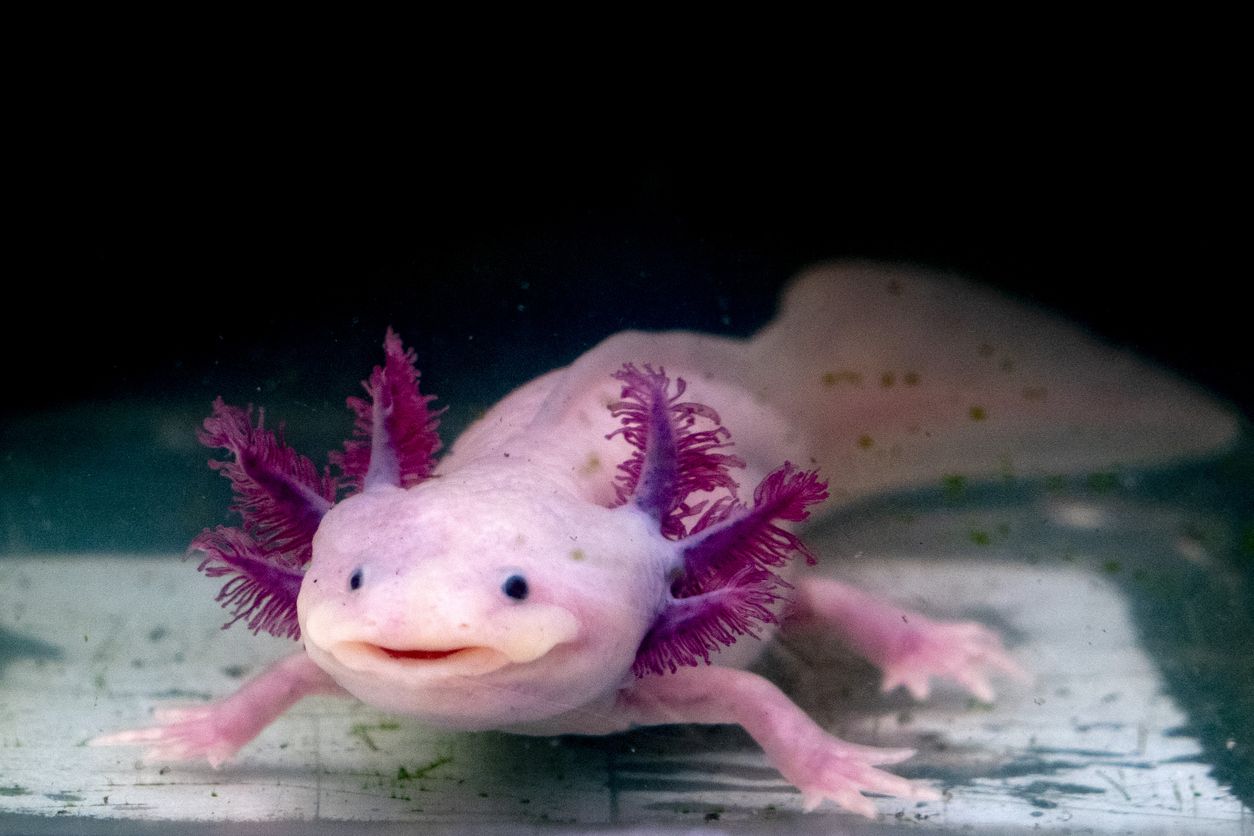 El simpático ajolote es uno de los animales más raros que existen.