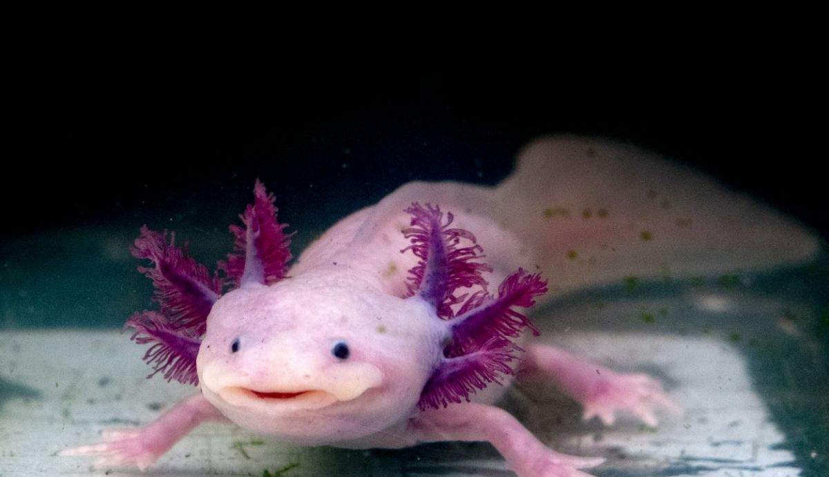 Rao Raro Raro Animales Raros En El Mundo 22 Fotos De Animales Raros Que Existen En