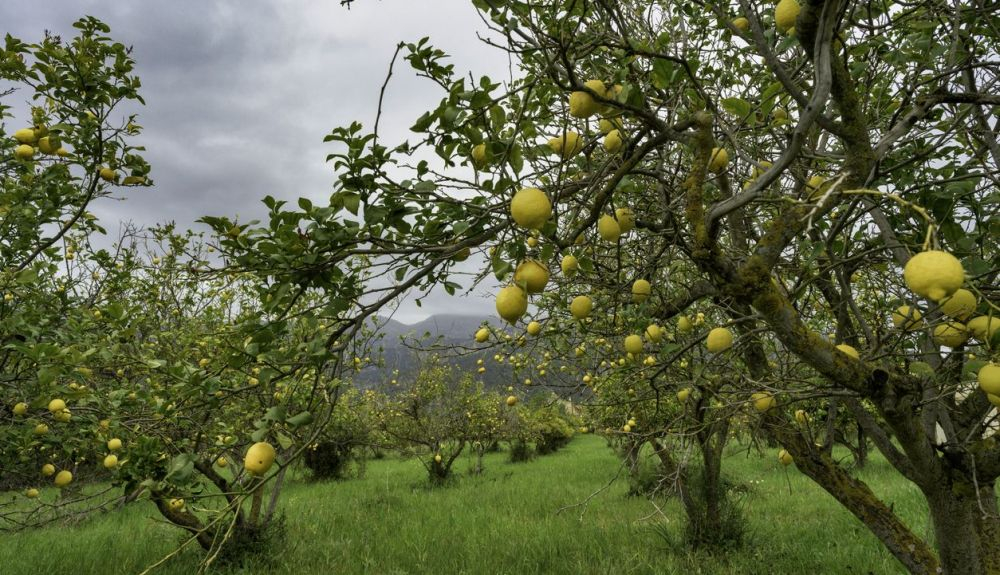 En España, el sector del limón captura 360.550 toneladas de dióxido de carbono (CO2) al año. En España, el sector del limón captura 360.550 toneladas de dióxido de carbono (CO2) al año.