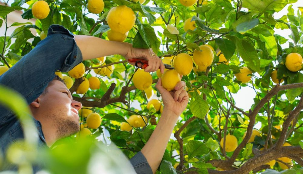 España ya ha adaptado aproximadamente 8.300 hectáreas al cultivo ecológico del limón. España ya ha adaptado aproximadamente 8.300 hectáreas al cultivo ecológico del limón.