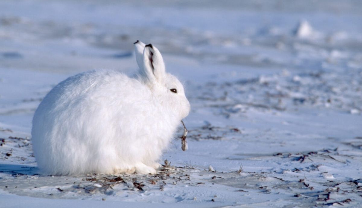 Una liebre ártica similar a ésta en la isla de Ellesmere en el norte de Canadá viajó más de 388 kilómetros durante siete semanas.