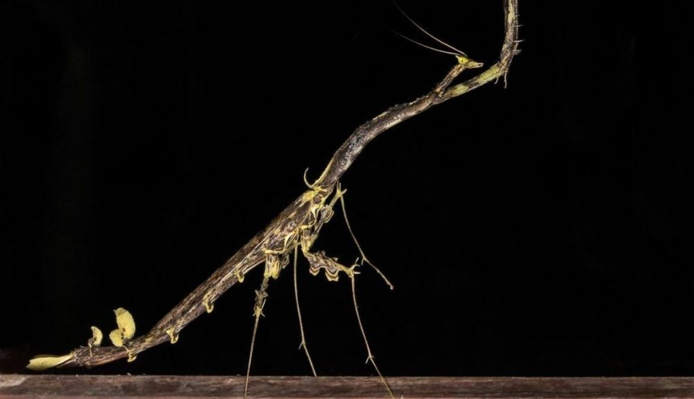 La mantis religiosa es un insecto realmente extraño, pero esta especie lleva esta cualidad a un nivel más. La mantis religiosa es un insecto realmente extraño, pero esta especie lleva esta cualidad a un nivel más.