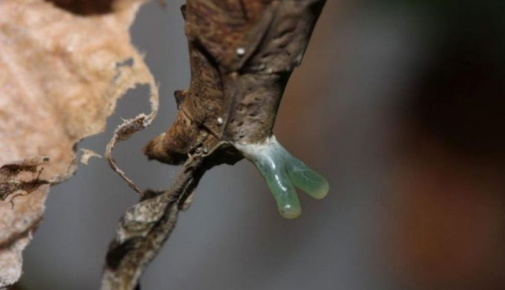 La glándula color jade podría ser una herramienta para encontrar pareja. La glándula color jade podría ser una herramienta para encontrar pareja.