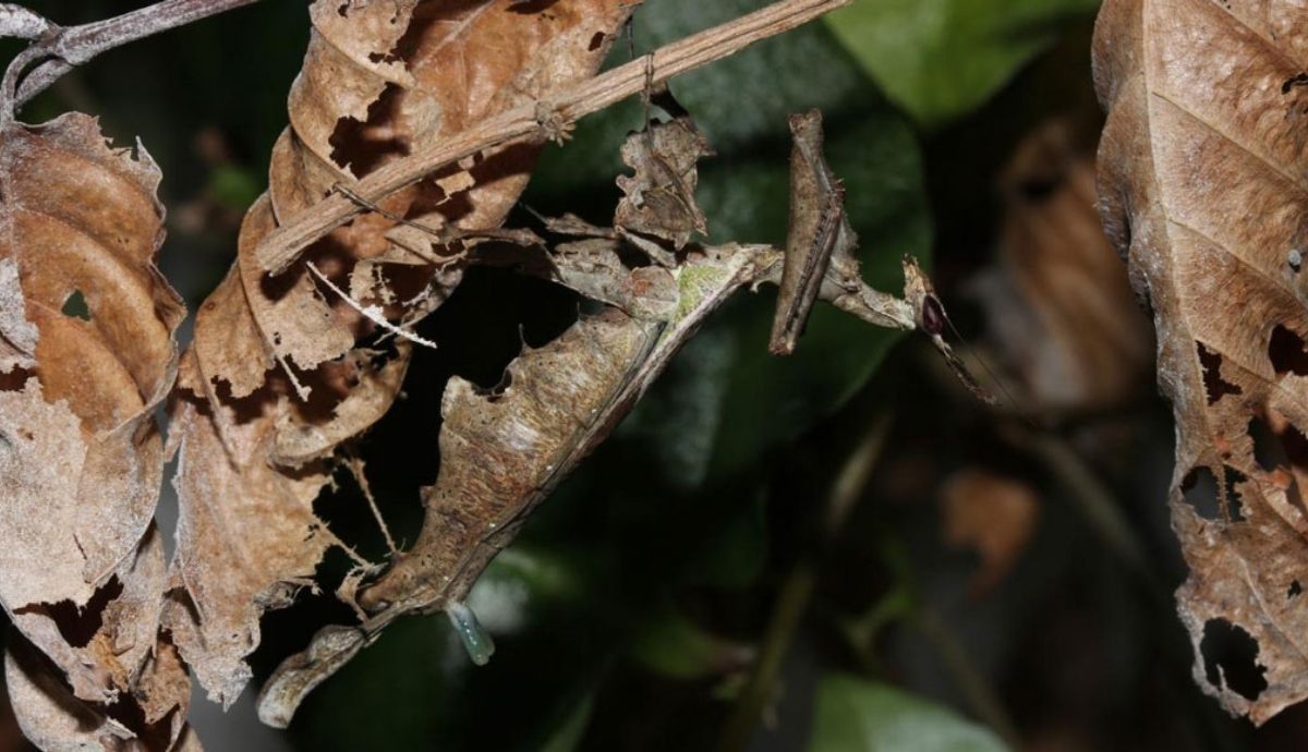 La glándula de feromona inflable de la mantis religiosa puede ser muy eficaz para difundir señales químicas por toda la selva tropical.
