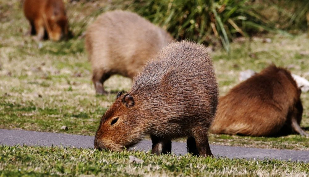 Los capibaras alimentándose cerca de la urbanización de lujo argentina Los capibaras alimentándose cerca de la urbanización de lujo argentina