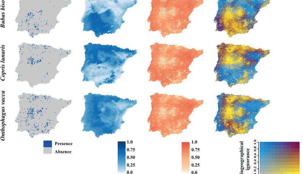 Mapas sobre la distribución conocida y prevista de tres especies de escarabajos coprófagos en la Península Ibérica.