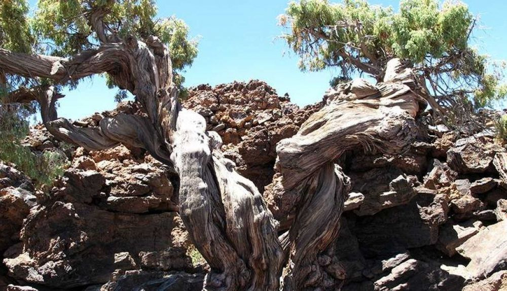 Hasta ahora otro cedro, el Patriarca, era el árbol más viejo del Parque Nacional del Teide.