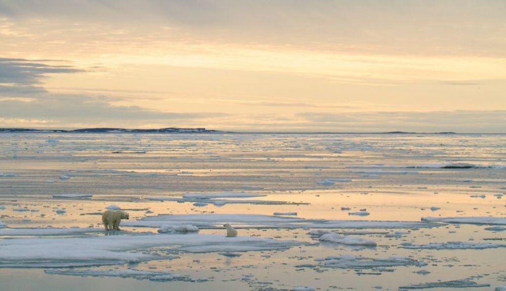 Un oso polar y su cachorro en el ärtico. Un oso polar y su cachorro en el ärtico.