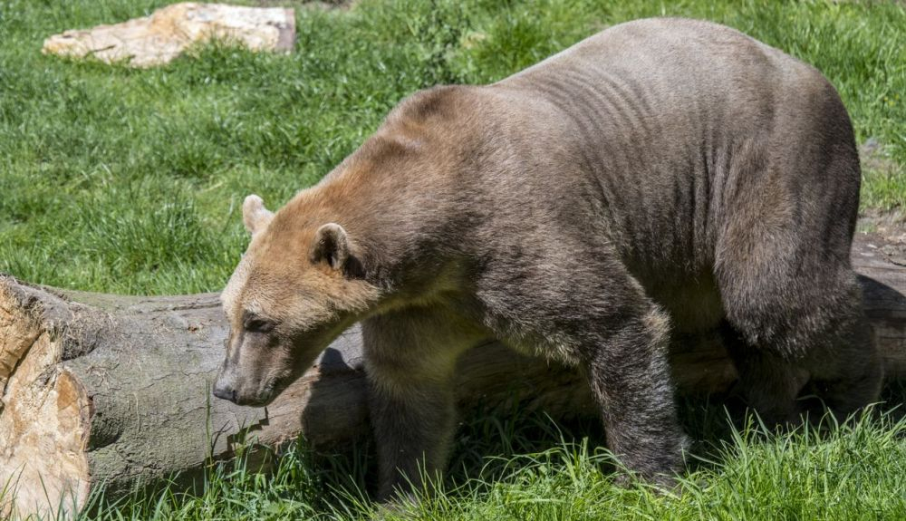 El híbrido entre oso polar y oso pardo se llama también grolar. El híbrido entre oso polar y oso pardo se llama también grolar.