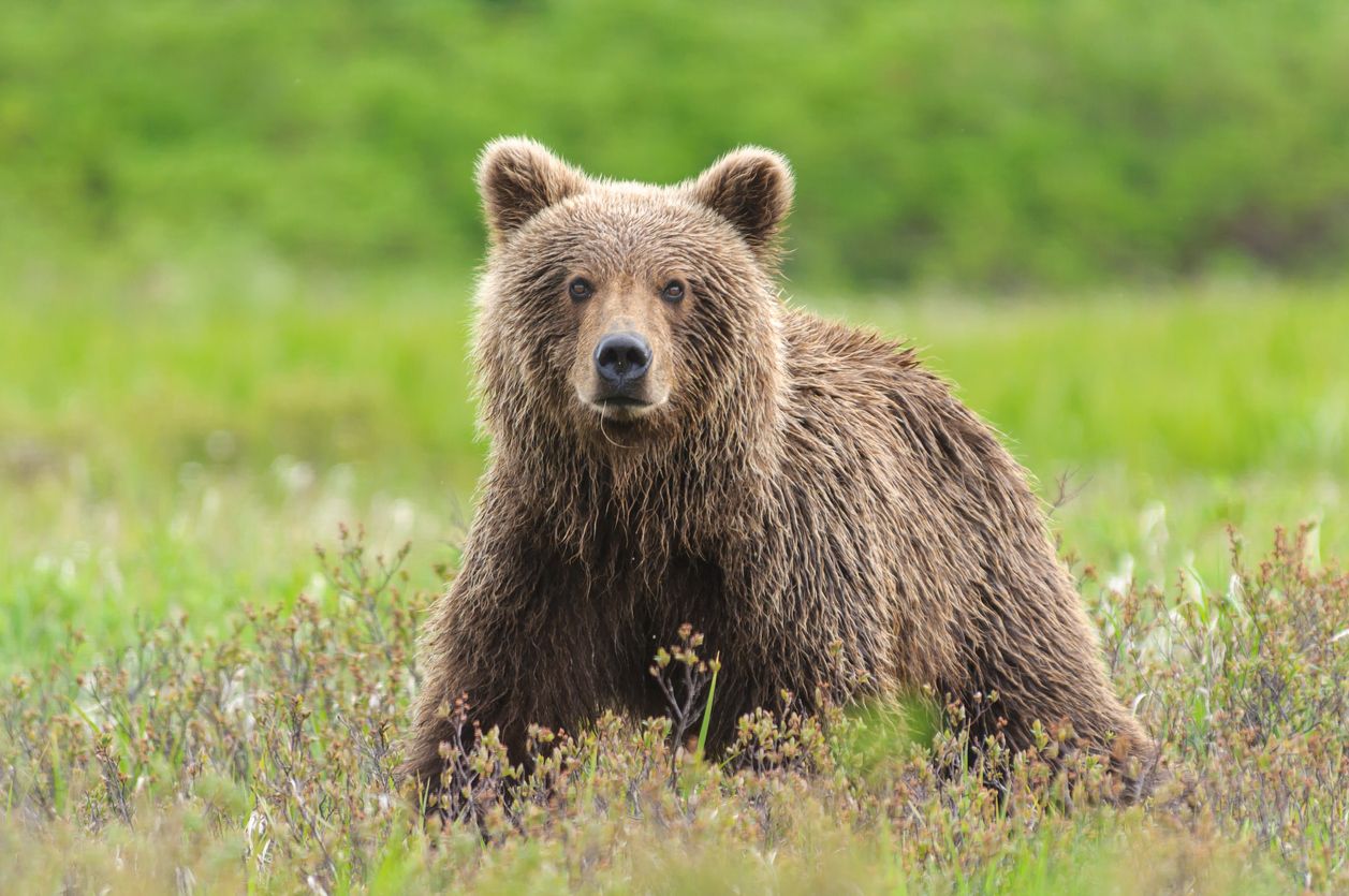 Los híbridos de osos cada vez son más comunes en el Ártico.