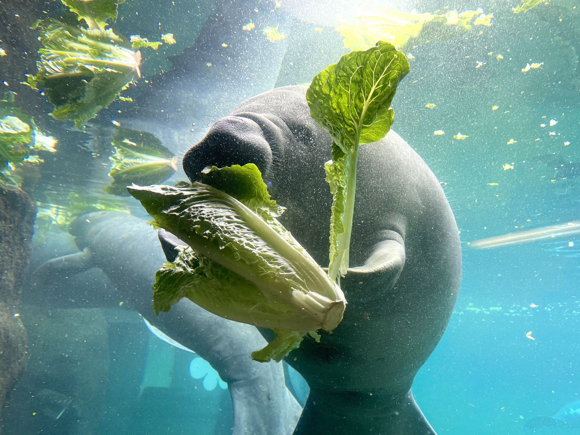 La alimentación de lechuga romana en los manatíes se usa también en los centros de rehabilitación de esta especie.