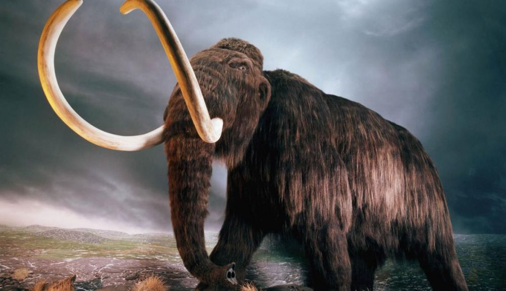 Los mamuts lanudos se extinguieron hace aproximadamente 10.000 años. Los mamuts lanudos se extinguieron hace aproximadamente 10.000 años.