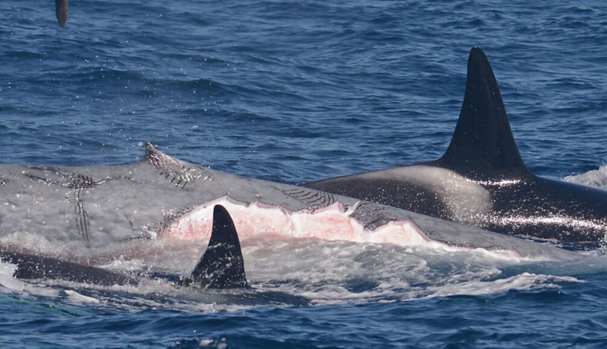 Una manada de orcas atacó a esta cría de ballena azul durante un ataque en 2019.