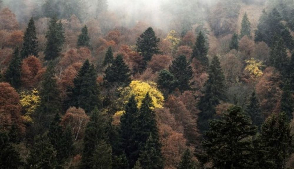 Un bosque mixto de montaña de abeto noruego, abeto plateado y haya europea en los Alpes bávaros, Alemania.