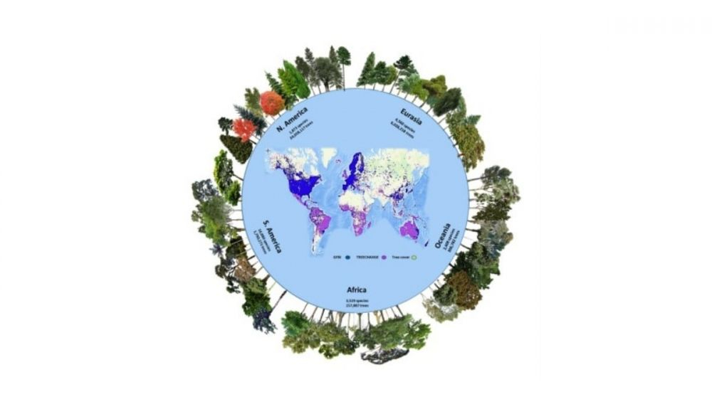 El número de especies arbóreas e individuos por continente en la base de datos de la Iniciativa Mundial para la Diversidad Biológica Forestal.