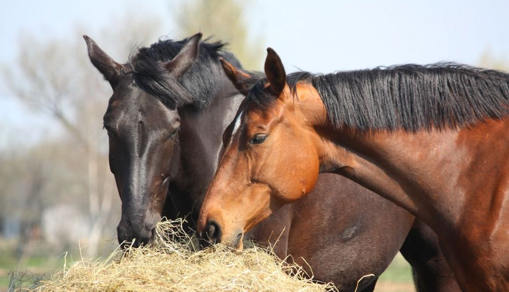 Los caballos domesticados se extendieron rápidamente por Eurasia. Los caballos domesticados se extendieron rápidamente por Eurasia.