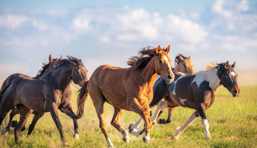 Los caballos salvajes pronto fueron reemplazados por los domésticos. Los caballos salvajes pronto fueron reemplazados por los domésticos.