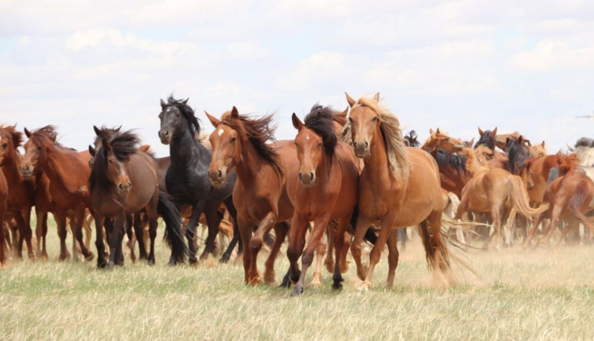 El caballo doméstico moderno (visto aquí en Mongolia) impulsó gran parte de la historia humana reciente