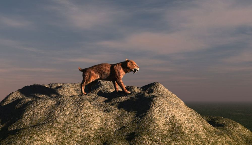 El smilodon fatalis necesitaba cazar megaherbívoros para sobrevivir. El smilodon fatalis necesitaba cazar megaherbívoros para sobrevivir.