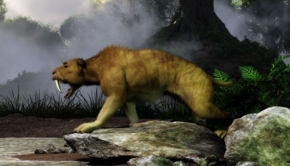 Smilodon fatalis tiene una relación lejana con los grandes felinos. Smilodon fatalis tiene una relación lejana con los grandes felinos.