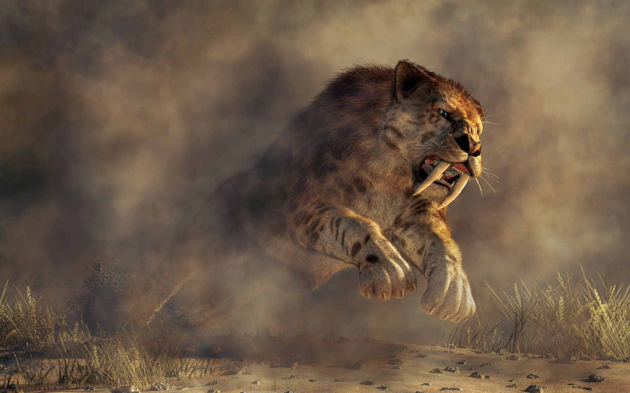 Smilodon fatalis se extinguió hace aproximadamente 11.000 años.