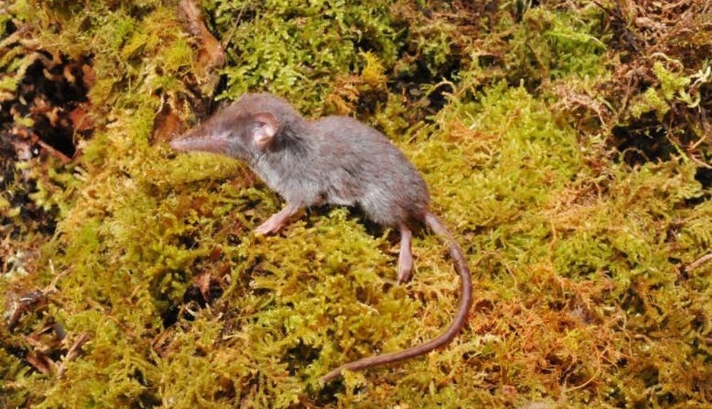 Crocidura caudipilosa, una de las especies de musaraña recién descubiertas.