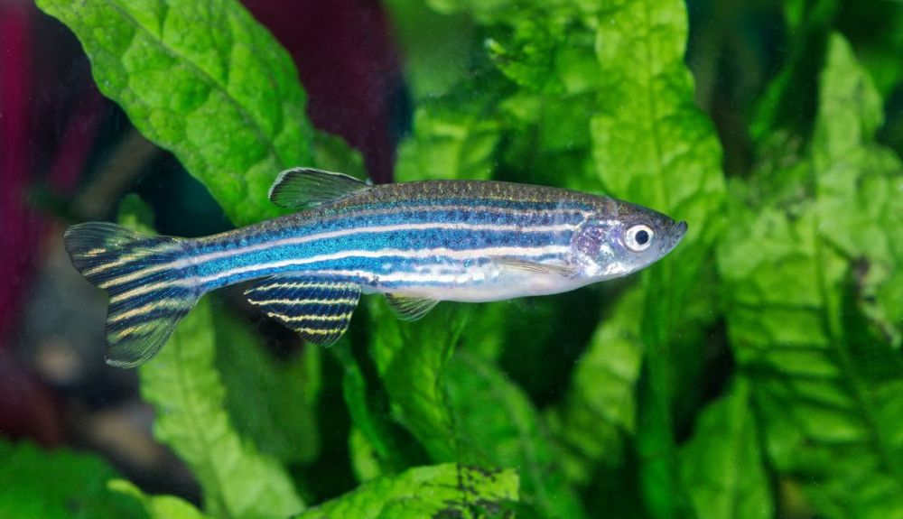 El pez cebra o danio cebra es de uso frecuente en acuarios, así como para la investigación científica, siendo el primer vertebrado en clonarse. El pez cebra o danio cebra es de uso frecuente en acuarios, así como para la investigación científica, siendo el primer vertebrado en clonarse.