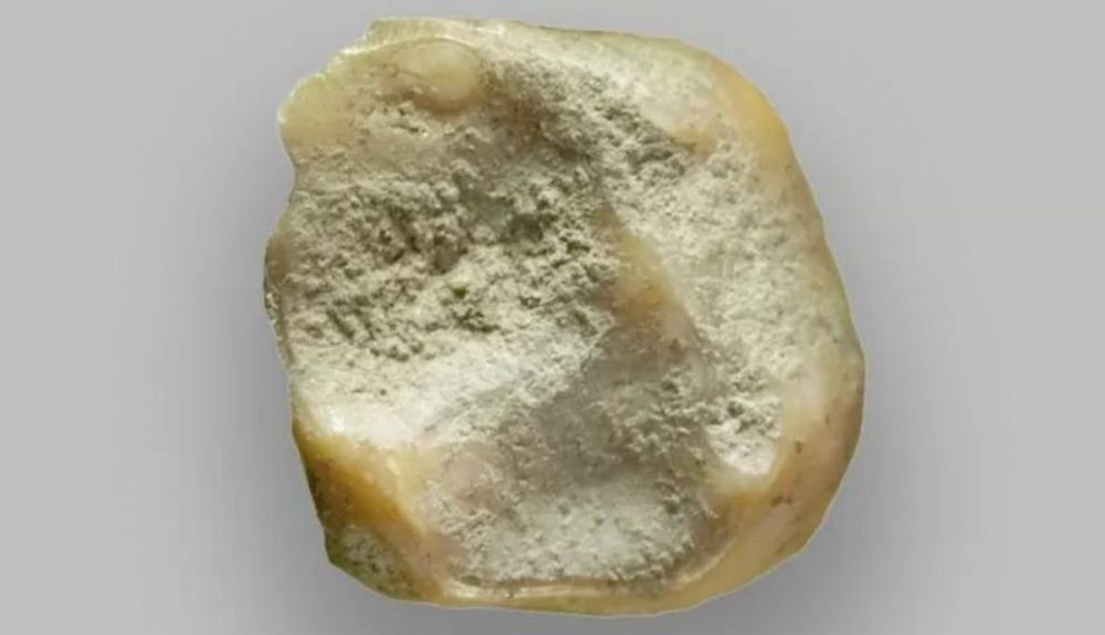 Fragmento de diente de niño, encontrado en la cueva del sur de Francia. Fragmento de diente de niño, encontrado en la cueva del sur de Francia.