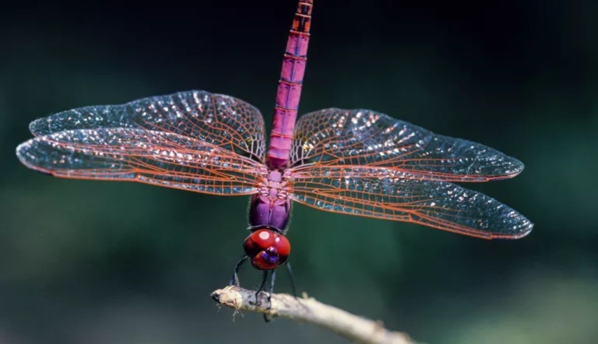 La libélula es un insecto fascinante.