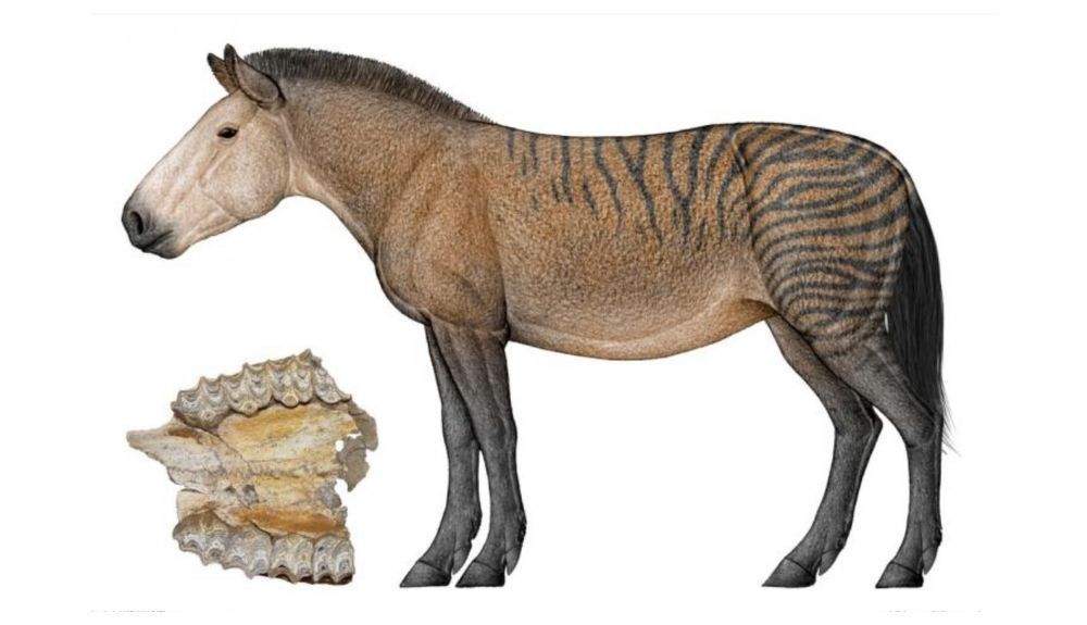 El Hipparion era muy parecido al caballo, pero se diferencia por la morfgología de sus dientes.