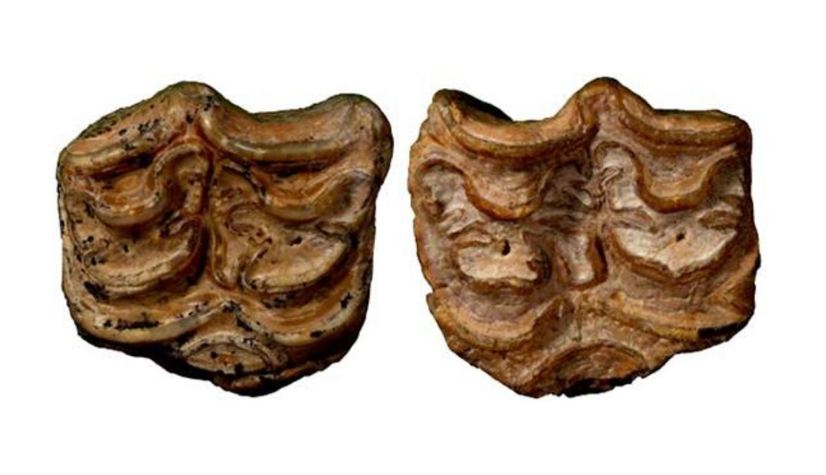 Fósiles de dientes de Hipparion ambiguum hallados en el yacimiento de Ain Boucherit.