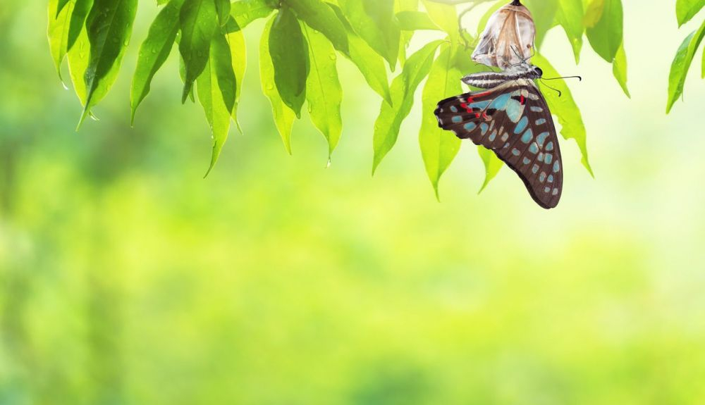 Algunas orugas de mariposas matan para ganarse la vida.