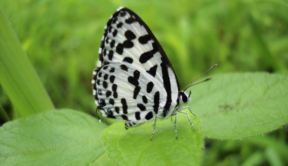 Muchos miembros de una familia de mariposas llamada Lycaenids dependen de las hormigas para cuidar a sus bebés.