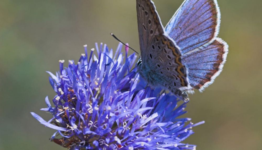 Las mariposas perciben colores fuera de nuestro rango visual, como el ultravioleta.