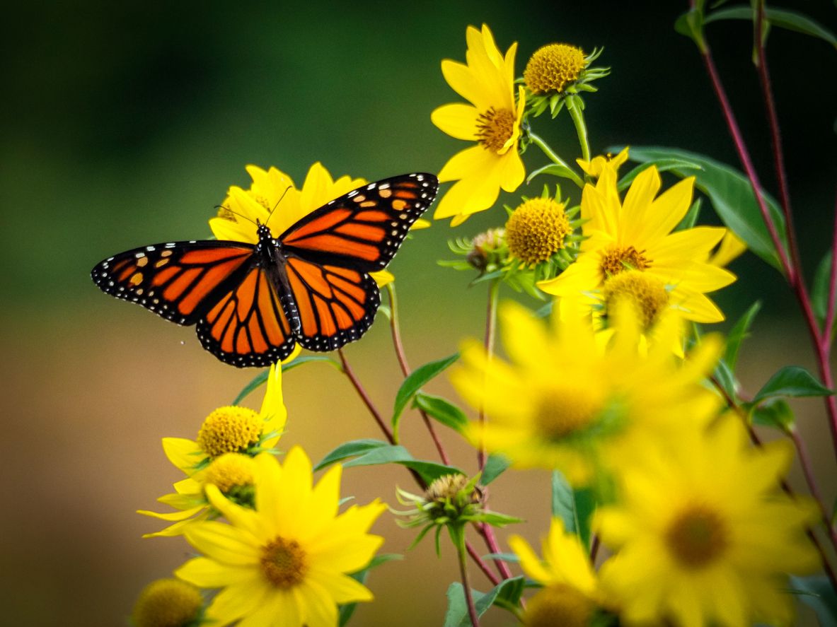 Las alas de la mariposa solo sirven para volar?